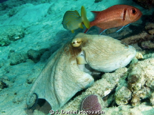 Octopus  friends by J. Daniel Horovatin 